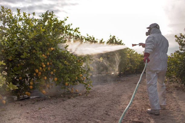 Best Termite Control Services  in Marrero, LA