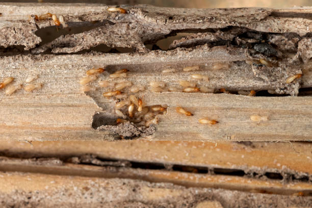 Best Pest Prevention Services  in Marrero, LA